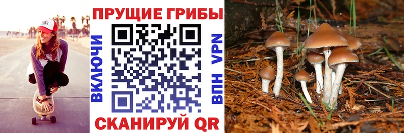 Купить закладки  Камышин  Псилоцибиновые грибы ЛСД 